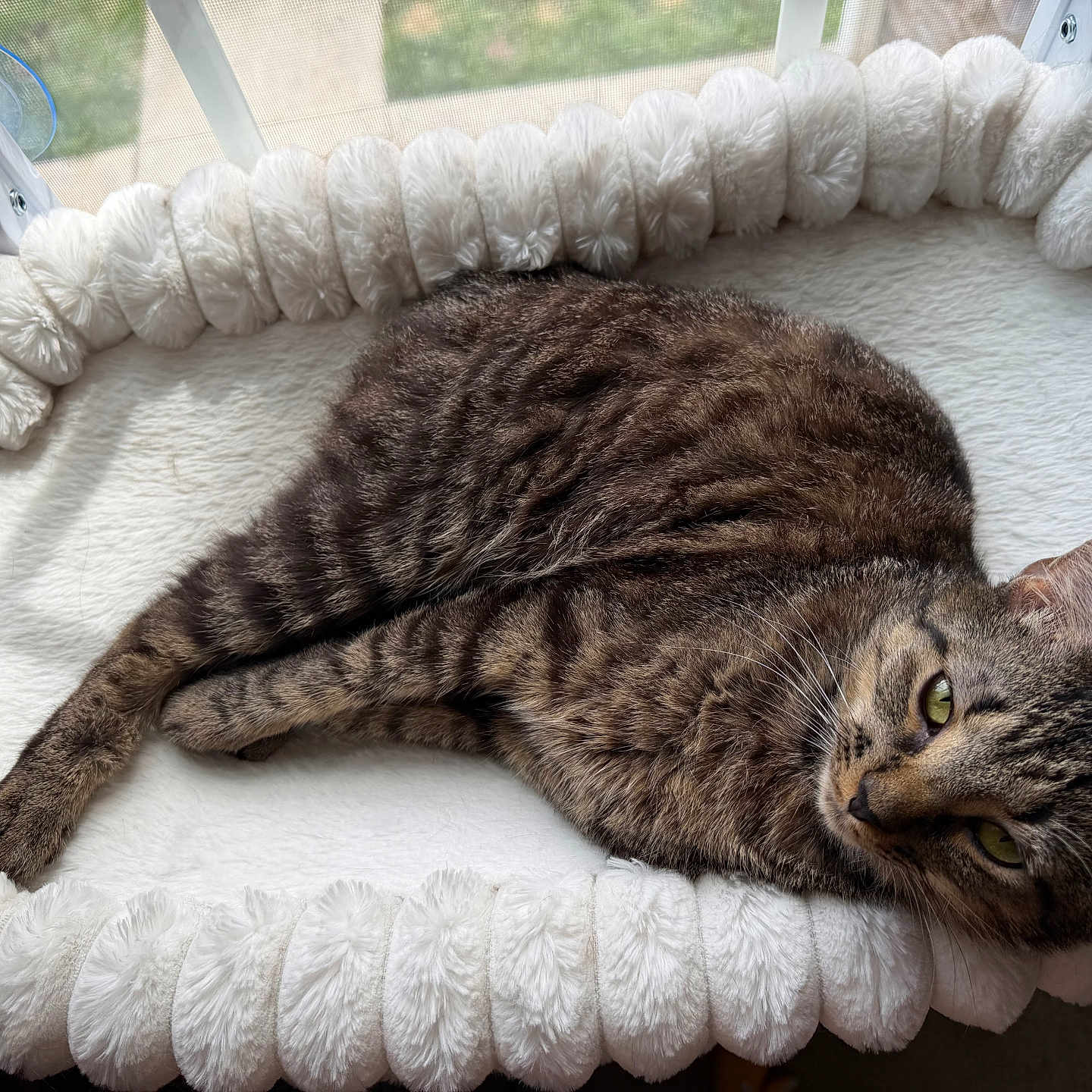Chili Cheese-Bean joined the competition — help win amazing prizes! cat, tabby, pet_bed, fluffy, white, window, indoor, resting, animal, feline, striped, relaxed, cozy, fur, looking, home, daylight, cute, sleepy, comfort