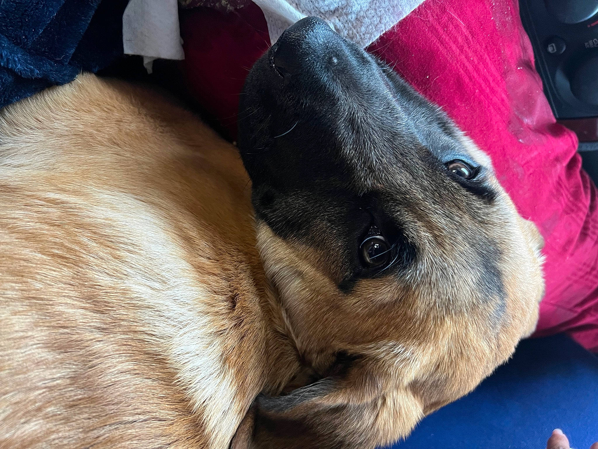 Lil Man is registered to the contest to win money with this photo: canidae, comfort, companion_dog, dog_breed, domestic_rabbit, ear, fawn, fur, human_leg, landscape, liver, livestock, puppy, rabbit, rabbits_and_hares, sporting_group, terrestrial_animal, whiskers, wood, working_animal