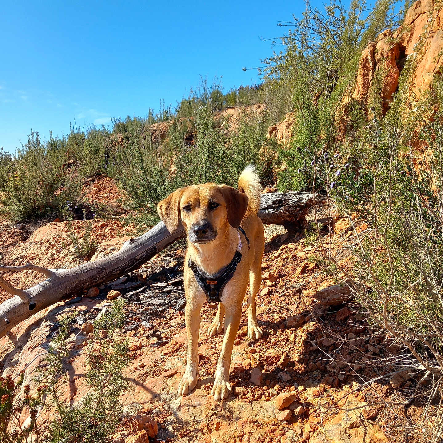 Rossa participe au concours pour gagner de l'argent avec cette photo : accessories, animal, beagle, canine, dog, hound, nature, outdoors, path, pet, plant, puppy, rock, soil, strap, summer, tree, vegetation, wilderness, wood