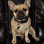 animal, brown, collar, companion, cute, cute_pet, dog, domestic_animal, ears, face, french_bulldog, fur, indoor, leather_couch, looking_at_camera, paw, pet, portrait, sitting, small_dog