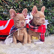 Bingo And Pork Chop joined the competition — help win amazing prizes! adorable, animal, canine, christmas, companions, cute, decorations, dog, festive, fluffy_rug, french_bulldog, greenery, holiday, outdoor, pets, puppies, scarf, seasonal, two_dogs, winter