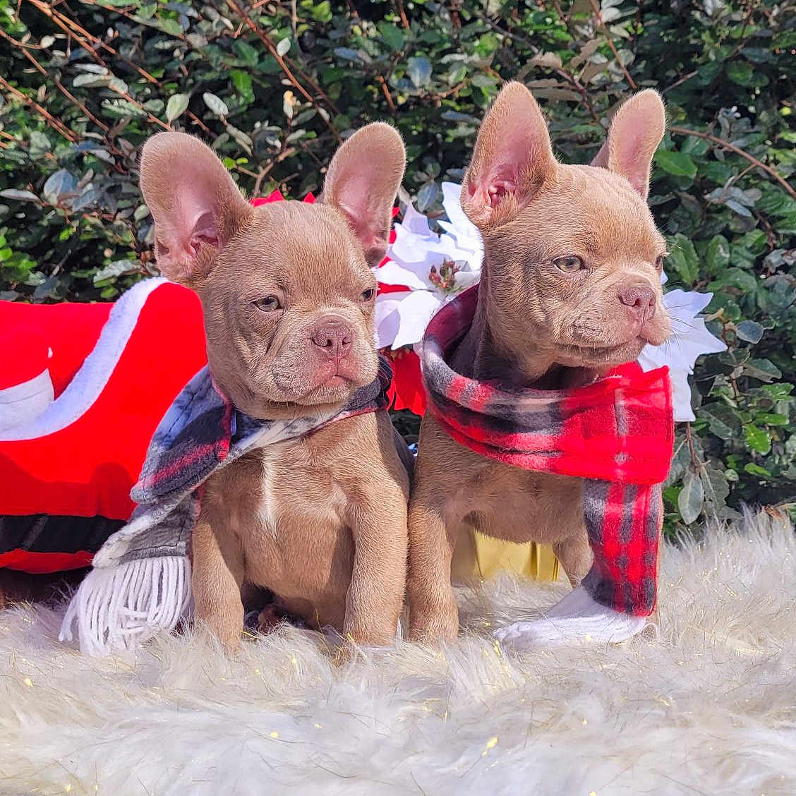 Bingo And Pork Chop joined the competition — help win amazing prizes! adorable, animal, canine, christmas, companions, cute, decorations, dog, festive, fluffy_rug, french_bulldog, greenery, holiday, outdoor, pets, puppies, scarf, seasonal, two_dogs, winter