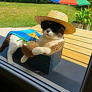 Coco a rejoint le concours — aidez-le/la à gagner de superbes lots ! animal, blue_towel, box, cat, cute, drink, garden, greenery, hat, leisure, outdoor, pet, plant, relaxing, summer, sunglasses, sunny, table, tropical, umbrella