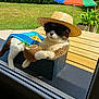 animal, blue_towel, box, cat, cute, drink, garden, greenery, hat, leisure, outdoor, pet, plant, relaxing, summer, sunglasses, sunny, table, tropical, umbrella