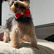 Tobby is registered to the contest to win money with this photo: dog, small_dog, yorkshire_terrier, bow_tie, pet, indoor, bed, fur, cute, animal, playful, standing, bedroom, canine, fluffy, domestic_animal, household, portrait, mammal, companion