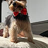 dog, small_dog, yorkshire_terrier, bow_tie, pet, indoor, bed, fur, cute, animal, playful, standing, bedroom, canine, fluffy, domestic_animal, household, portrait, mammal, companion