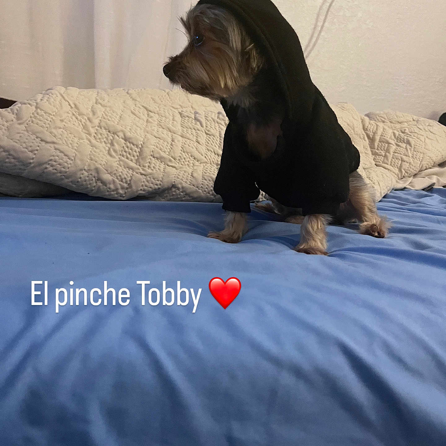 Tobby joined the competition — help win amazing prizes! dog, small_dog, hoodie, black_hoodie, bed, blue_bedspread, blanket, indoor, pet, animal, canine, fur, cute, looking_away, side_profile, wall, cords, text_overlay, heart_emoji, cozy