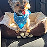Tobby is registered to the contest to win money with this photo: dog, small_dog, blue_bandana, pet_bed, car_seat, sunlight, tongue_out, happy, cozy, fur, ears, cute, animal, companion, domestic_animal, portrait, friendly, smiling, pet, indoor