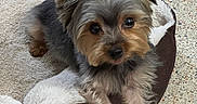 Tobby is registered to the contest to win money with this photo: dog, yorkshire_terrier, pet, bed, cozy, indoor, fur, small_dog, cute, ears, eyes, paw, animal, resting, looking_up, floor, texture, canine, companion, adorable