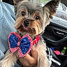Tobby is registered to the contest to win money with this photo: dog, small_dog, yorkshire_terrier, bow_tie, red_collar, car_interior, rainy_window, hand, cute, fluffy, ears, tongue_out, pet, animal, car_seat, clothing, accessory, portrait, close_up, indoor