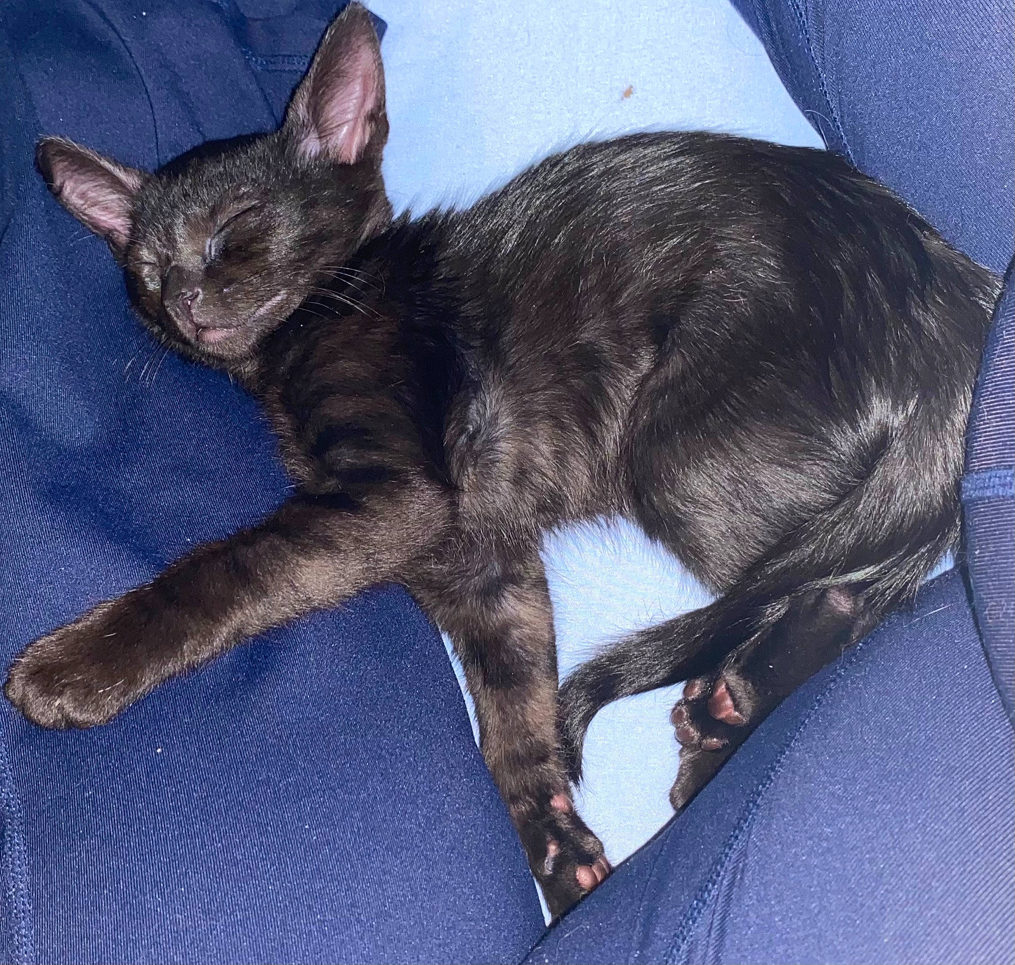 Phantom joined the competition — help win amazing prizes! black_cat, carnivore, cat, claw, comfort, domestic_short_haired_cat, felidae, fur, liver, organism, paw, small_to_medium_sized_cats, tail, vertebrate, whiskers