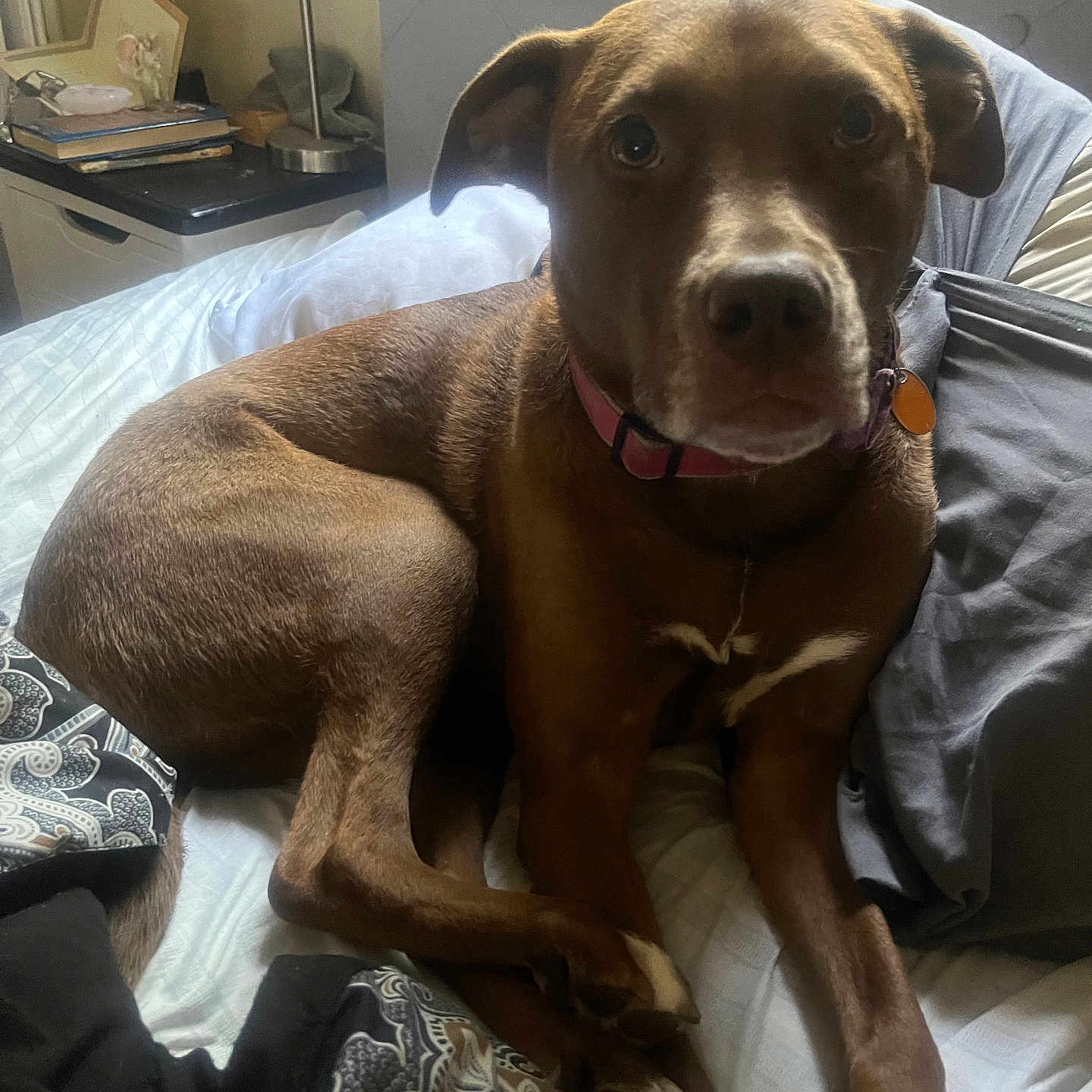 Ella joined the competition — help win amazing prizes! adult, animal, bed, bedroom, bulldog, canine, couch, cushion, dog, furniture, homedecor, hound, indoors, labradorretriever, lamp, linen, male, man, person, pet
