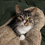 Pretty Girl is registered to the contest to win money with this photo: cat, tabby_cat, blanket, cozy, indoor, pet, fur, whiskers, yellow_eyes, curious, snuggled, soft_texture, green_background, resting, cute, animal, mammal, comfort, relaxed, closeup