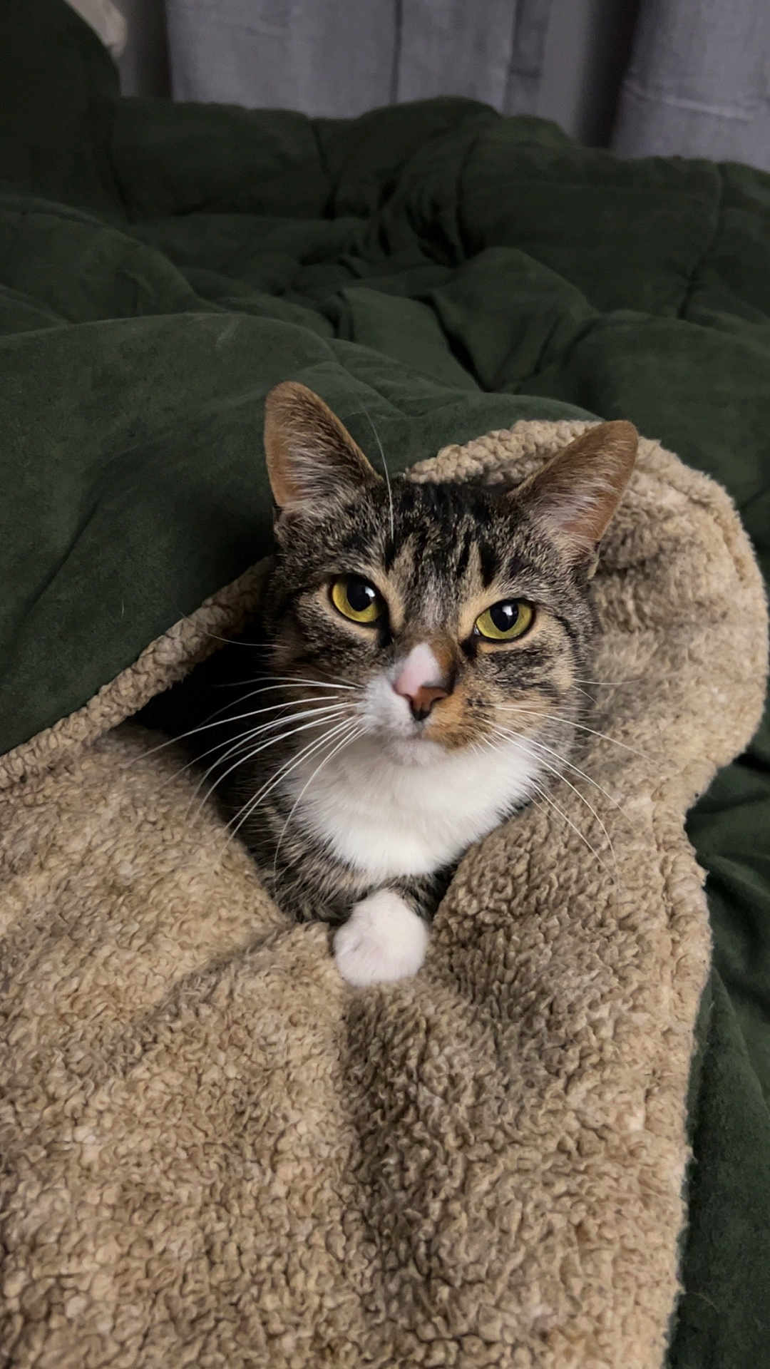 Pretty Girl is registered to the contest to win money with this photo: cat, tabby_cat, blanket, cozy, indoor, pet, fur, whiskers, yellow_eyes, curious, snuggled, soft_texture, green_background, resting, cute, animal, mammal, comfort, relaxed, closeup