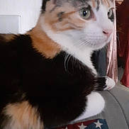 Barbie a rejoint le concours — aidez-le/la à gagner de superbes lots ! animal, blue, calico_cat, cat, closeup, domestic_cat, ears, eyes, fabric, fur, furniture, indoor, pattern, pet, red, relaxing, side_view, stars, whiskers, white