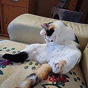 Bella a rejoint le concours — aidez-le/la à gagner de superbes lots ! animal, blanket, calico_cat, cat, cat_tree, couch, cozy, cute, domestic, fur, furniture, grooming, indoor, patterned_blanket, paw, pet, relaxed, resting, tail, wooden_cabinet