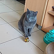 Tupac participe au concours pour gagner de l'argent avec cette photo : cat, grey_cat, green_eyes, toy, tile_floor, indoor, cabinet, wooden_furniture, pet, domestic_cat, sitting, paws, whiskers, looking_at_camera, portrait, floor, playful, curious, home_interior, close_up