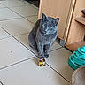 cabinet, cat, close_up, curious, domestic_cat, floor, green_eyes, grey_cat, home_interior, indoor, looking_at_camera, paws, pet, playful, portrait, sitting, tile_floor, toy, whiskers, wooden_furniture