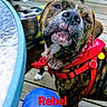 dog, brindle, portrait, close_up, bandana, red_bandana, pet, outdoor, backyard, deck, wooden_deck, patio_table, blue_jeans, person, animal_face, snout, nose, wrinkles, looking_at_camera, text_overlay