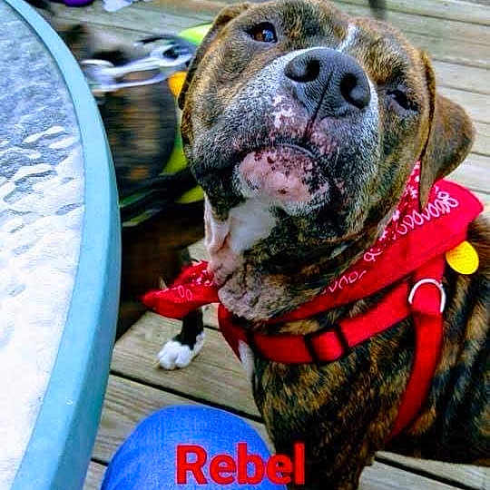 Rebel