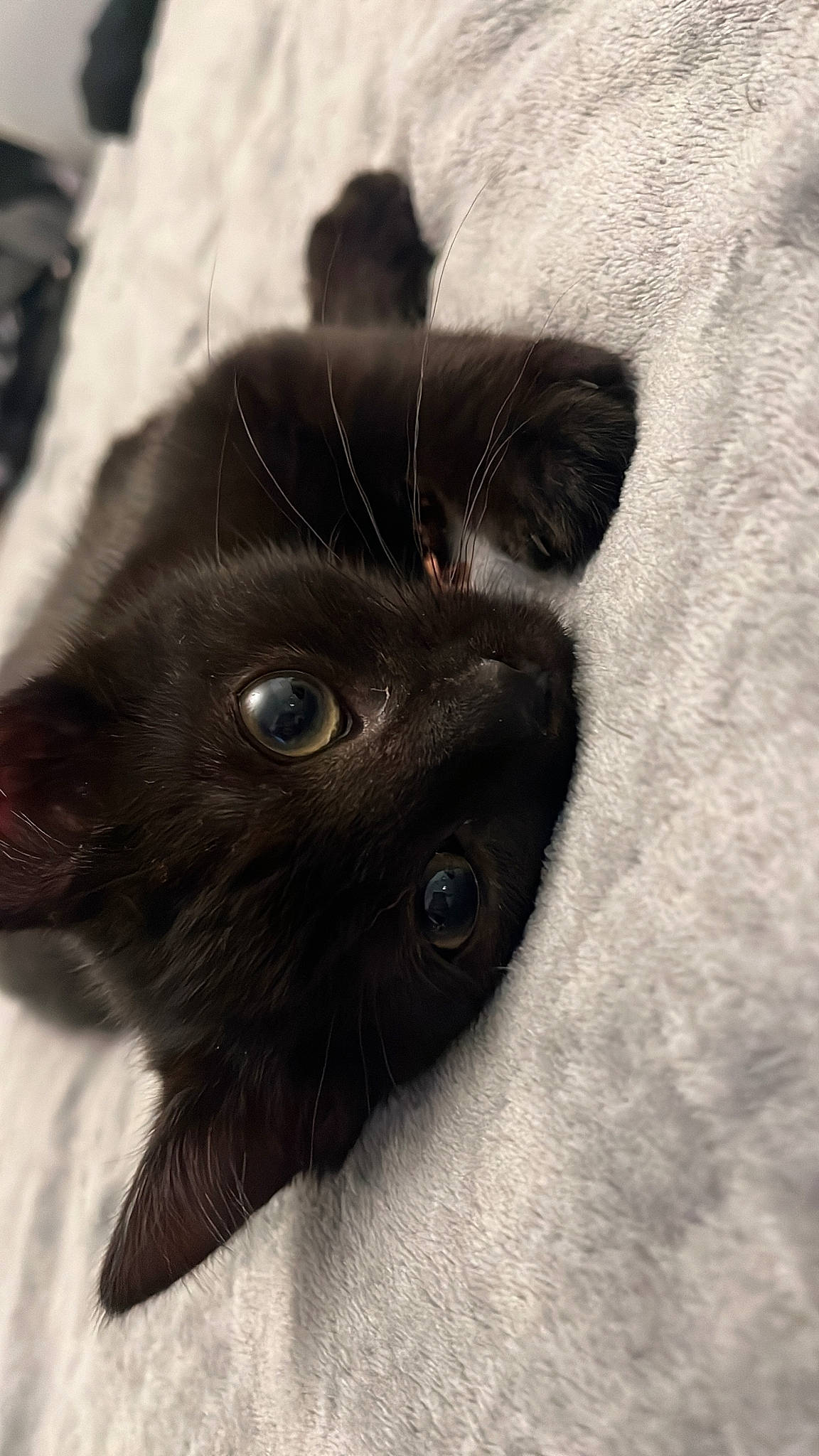 Twilight is registered to the contest to win money with this photo: black_cat, carnivore, cat, close_up, felidae, fur, small_to_medium_sized_cats, snout, terrestrial_animal, whiskers