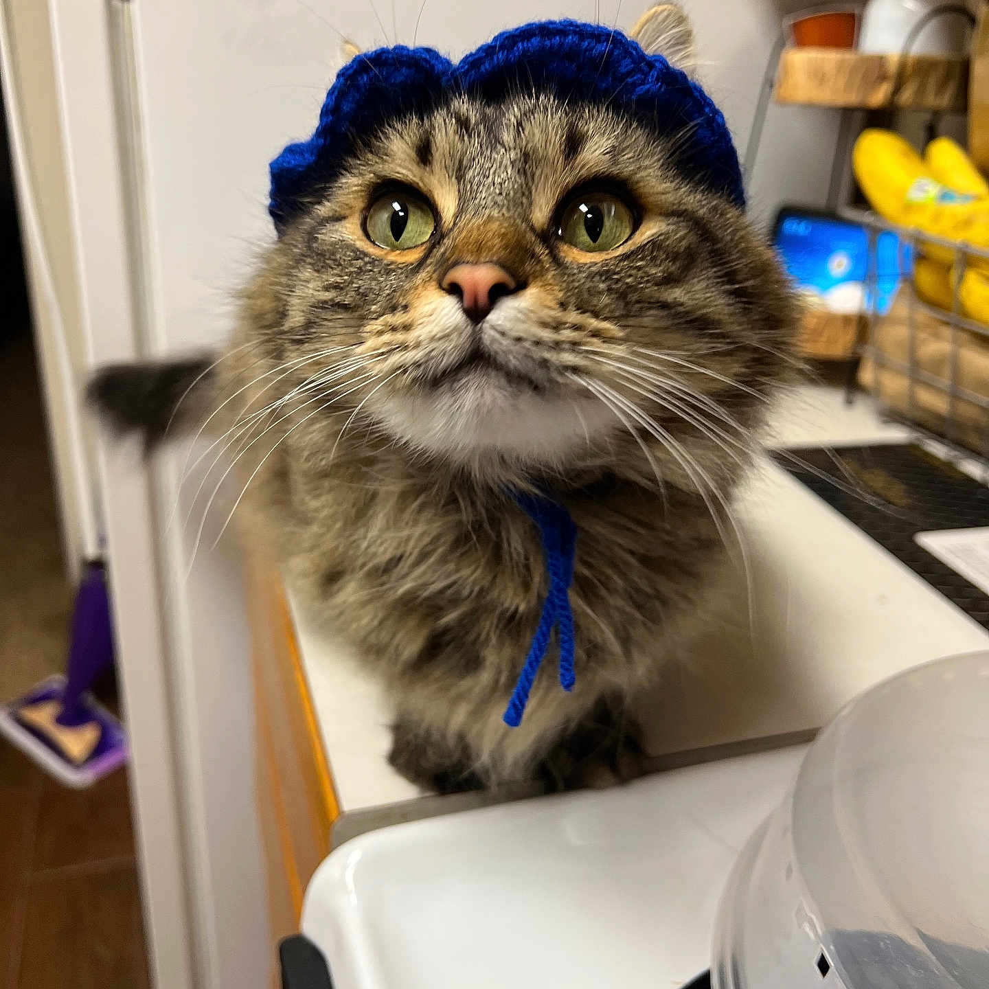 Bubba joined the competition — help win amazing prizes! abyssinian, animal, appliance, cap, cat, clothing, cookware, device, electricaldevice, hardwood, hat, indoors, kitten, manx, oven, pet, pot, refrigerator, shelf, wood