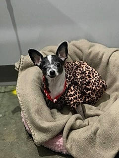 Ruby joined the competition — help win amazing prizes! bowl, canidae, carnivore, chihuahua, collar, comfort, companion_dog, dog, dog_breed, dog_supply, fawn, grey, linens, paw, snout, sporting_group, terrestrial_animal, toy_dog, whiskers, working_animal