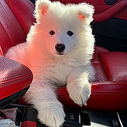 Timber joined the competition — help win amazing prizes! puppy, dog, white_fur, fluffy, car_interior, red_leather, center_console, paw, sunlight, cute, pet, animal, sitting, vehicle, leather_seat, close_up, companion, domestic_animal, adorable, young