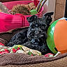 animal, beach_ball, black_dog, blanket, canine, colorful, comfort, cozy, dog, fur, household, indoor, pet_bed, pet_toys, pink_basket, playful, relaxing, resting, toy, wood_floor