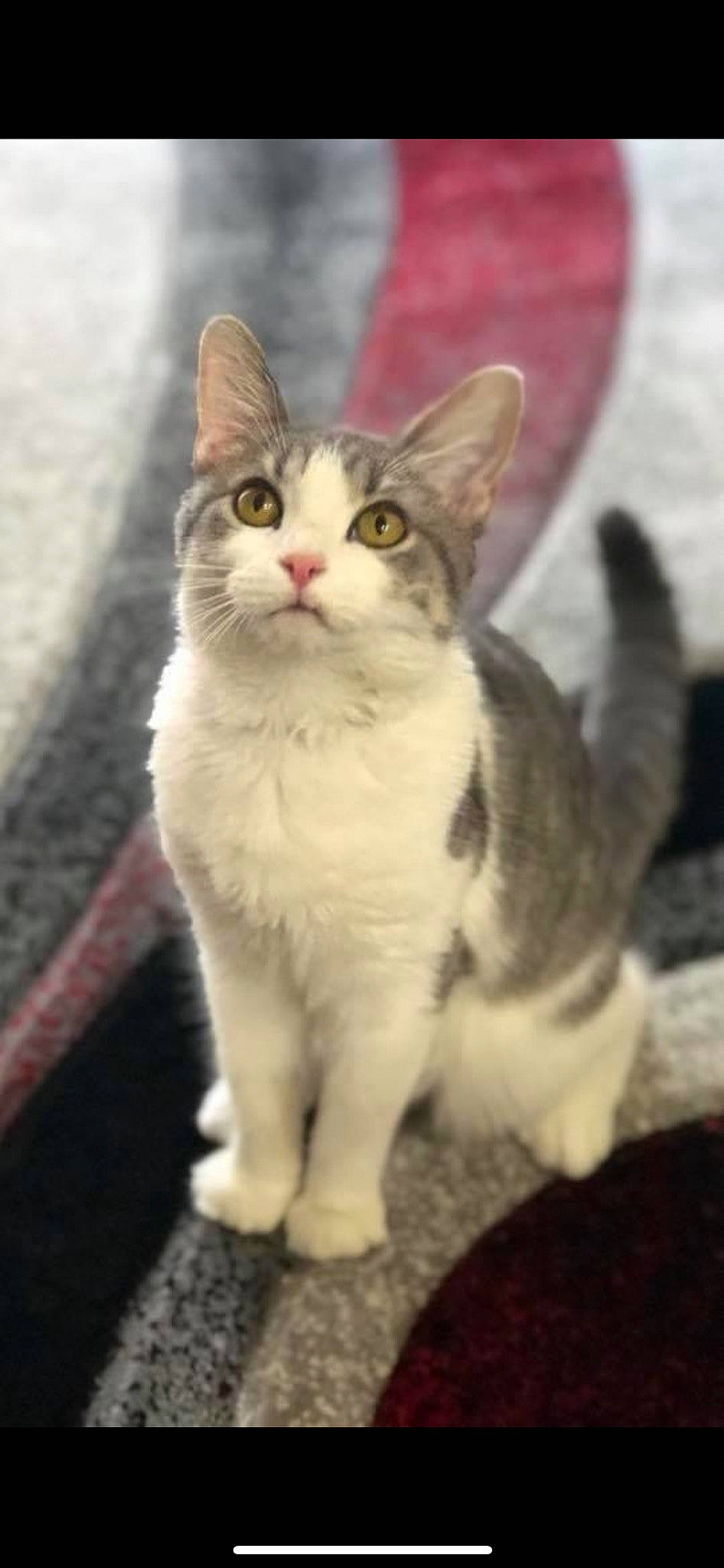 Buttons joined the competition — help win amazing prizes! carnivore, cat, claw, domestic_short_haired_cat, door, felidae, flooring, fur, paw, photo_caption, sitting, small_to_medium_sized_cats, snout, tail, whiskers, wildlife, window