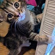 Aurora is registered to the contest to win money with this photo: kitten, cat, scratching_post, curious, whiskers, fur, paw, indoors, pet, animal, closeup, wide_eyes, feline, playful, cute, young, tabby, striped, floor, household