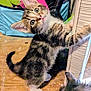 Aurora is registered to the contest to win money with this photo: kitten, tabby, cat, scratching_post, floor, curious, wide_eyes, indoor, pet, feline, fur, whiskers, climbing, playful, young, animal, domestic, cute, household, messy_room
