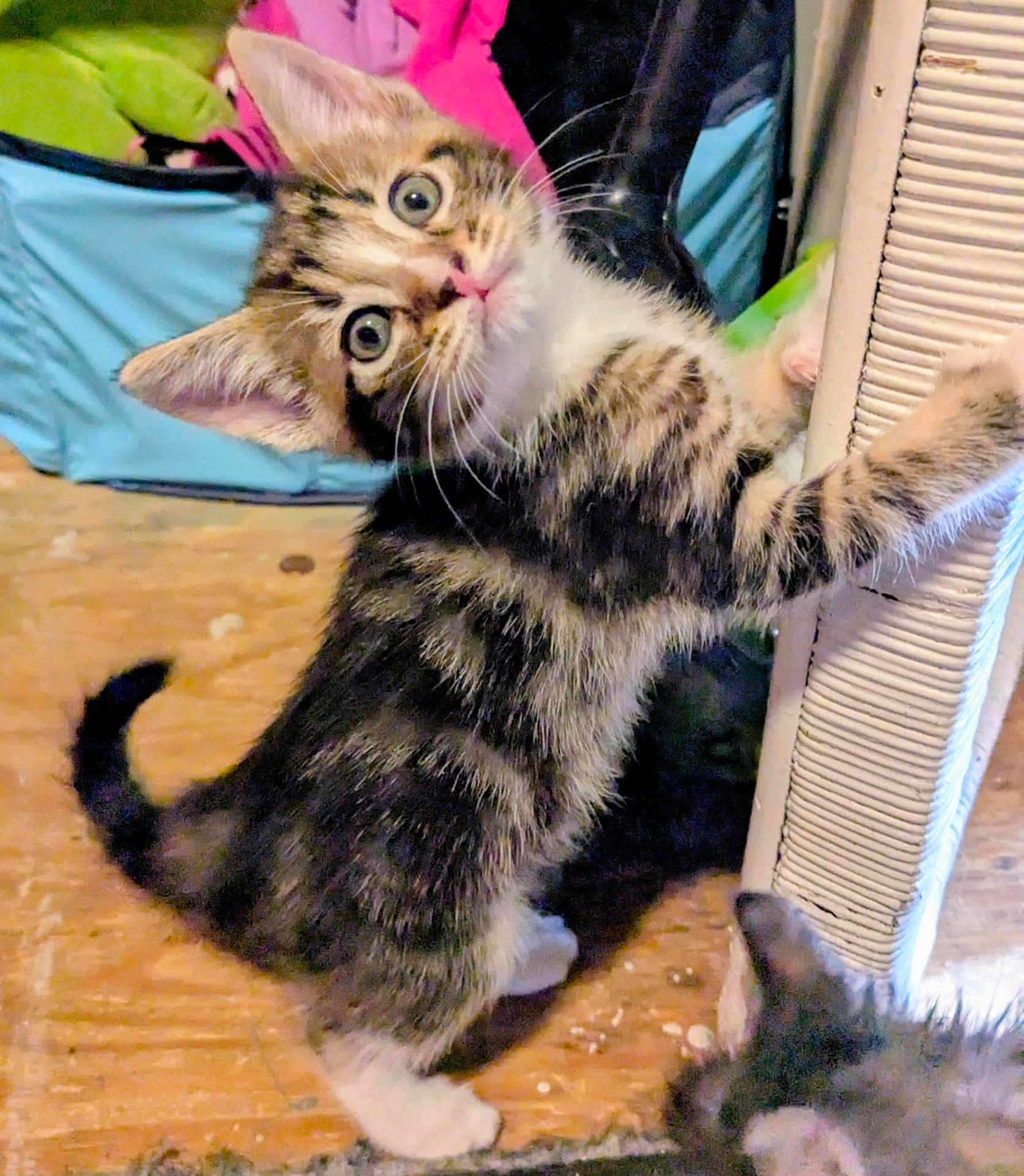 Aurora is registered to the contest to win money with this photo: kitten, tabby, cat, scratching_post, floor, curious, wide_eyes, indoor, pet, feline, fur, whiskers, climbing, playful, young, animal, domestic, cute, household, messy_room