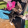 Aurora joined the competition — help win amazing prizes! kitten, cat, paw, curious, dustpan, cluttered_room, clothes, laundry_basket, wood_floor, indoor, pet_food, playful, small_animal, feline, whiskers, ears, young_cat, household, pet, domestic
