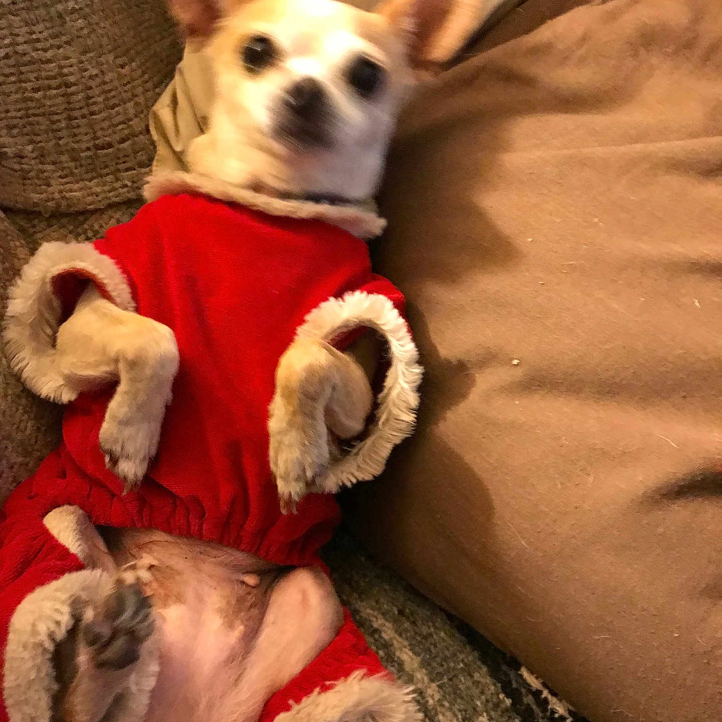 Bella joined the competition — help win amazing prizes! animal, blanket, blurred, canine, clothing, comfort, couch, cozy, cute, dog, fur, furniture, home, indoor, lying_down, paws, pet, red_outfit, relaxing, small_dog