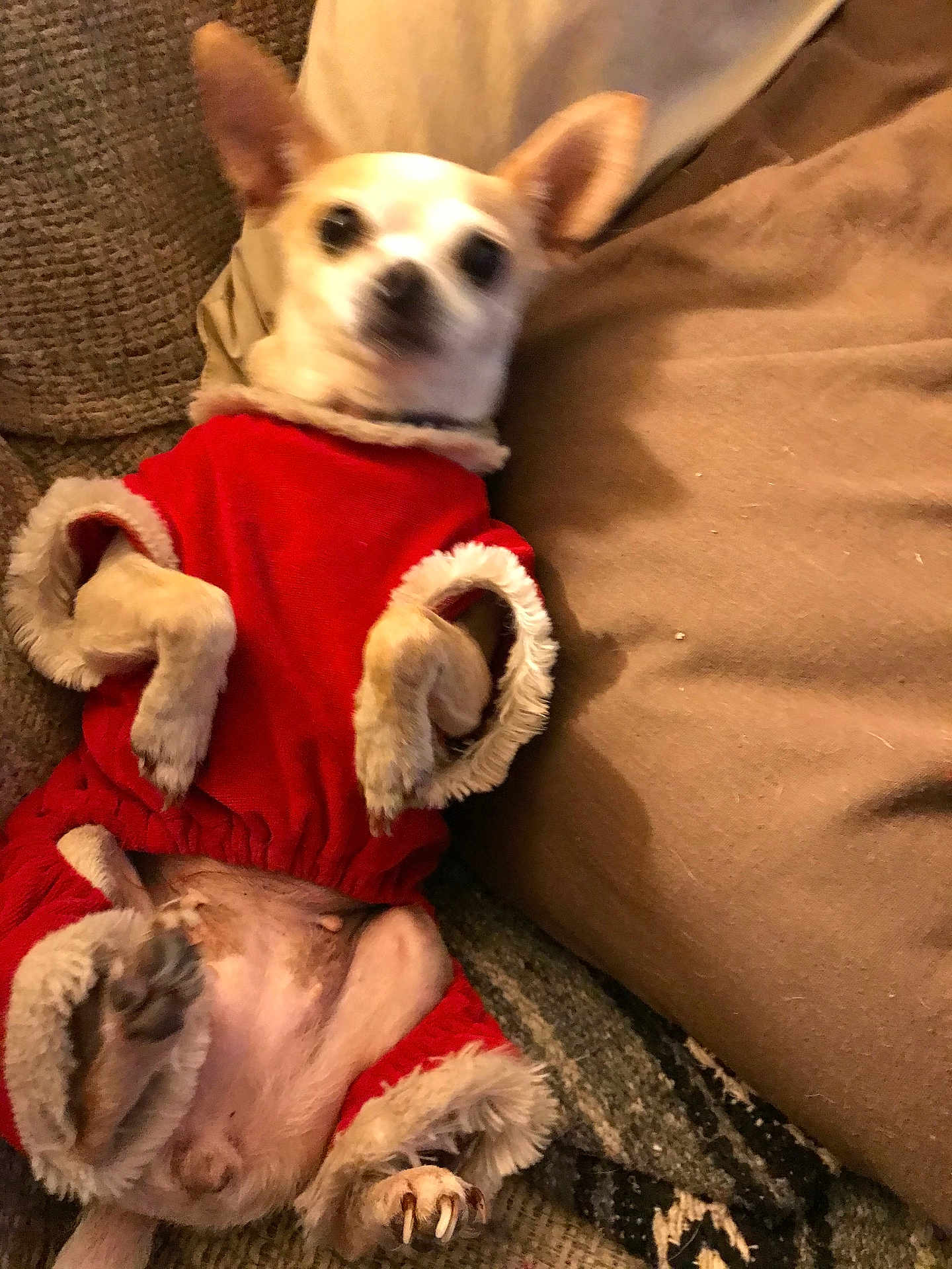 Bella joined the competition — help win amazing prizes! dog, pet, clothing, red_outfit, small_dog, lying_down, couch, blanket, fur, paws, cozy, indoor, cute, animal, relaxing, canine, furniture, home, blurred, comfort