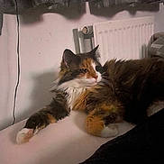 Rocky joined the competition — help win amazing prizes! animal, calico, cat, cozy, curtains, cute, domestic, feline, fur, home, indoor, lounging, mammal, paw, pet, radiator, relaxed, resting, stretching, whiskers