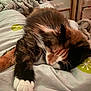Rocky is registered to the contest to win money with this photo: animal, bed, blanket, calico, cat, closeup, comfort, cozy, cute, domestic, fur, furry, indoor, nap, paw, pet, relaxation, resting, sleeping, whiskers
