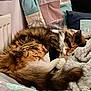 blanket, cat, comfortable, cozy, cushion, feline, fluffy, fur, home, indoor, patchwork_quilt, paw, pet, quiet, relaxed, resting, sleeping, soft, tail, warm
