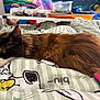 Rocky is registered to the contest to win money with this photo: animal, background, bed, blanket, calico, cartoon, cat, colorful, container, cozy, cute, fur, indoor, pet, resting, sleeping, soft, striped, tail, toy