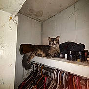 Babygirl joined the competition — help win amazing prizes! animal, cat, closet, clothes_hangers, clothing, dim_lighting, feline, fur, furniture, gray_cat, household, indoor, messy, pet, plastic, relaxed, resting, shelf, storage, wood
