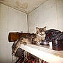 Babygirl is registered to the contest to win money with this photo: animal, cat, closet, clutter, cozy, feline, fur, furniture, gray_cat, hangers, indoor, lounging, peaceful, pet, plastic_bag, quiet, resting, shelf, sleeping, wood
