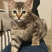Aïko a rejoint le concours — aidez-le/la à gagner de superbes lots ! animal, cat, closeup, cozy, curious, cute, denim, ears, eyes, fur, indoor, kitten, legs, person, pet, sitting, striped, tabby, whiskers, young