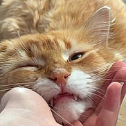 Leonard joined the competition — help win amazing prizes! animal, cat, close_up, cute, domestic_cat, eyes, face, fangs, feline, fur, ginger_cat, hand, muzzle, nose, pet, relaxed, teeth, touch, whiskers, white_fur