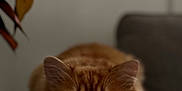 Leonard is registered to the contest to win money with this photo: animal, armrest, blurred_background, cat, closeup, couch, cozy, curious, ears, eyes, face, feline, fluffy, indoor, orange_tabby, pet, portrait, relaxed, soft_light, whiskers