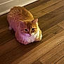 Leonard joined the competition — help win amazing prizes! animal, cat, companion_animal, curious, cute, domestic_cat, ears, feline, flooring, fur, indoor, loaf_position, mammal, orange_cat, pet, quiet, relaxed, sitting, whiskers, wooden_floor