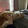 Leonard is registered to the contest to win money with this photo: animal, bed, blanket, cat, comfort, cozy, curtains, domestic, feline, fur, hand, human_interaction, indoor, orange_cat, pet, relaxing, resting, sleepy, soft_light, window