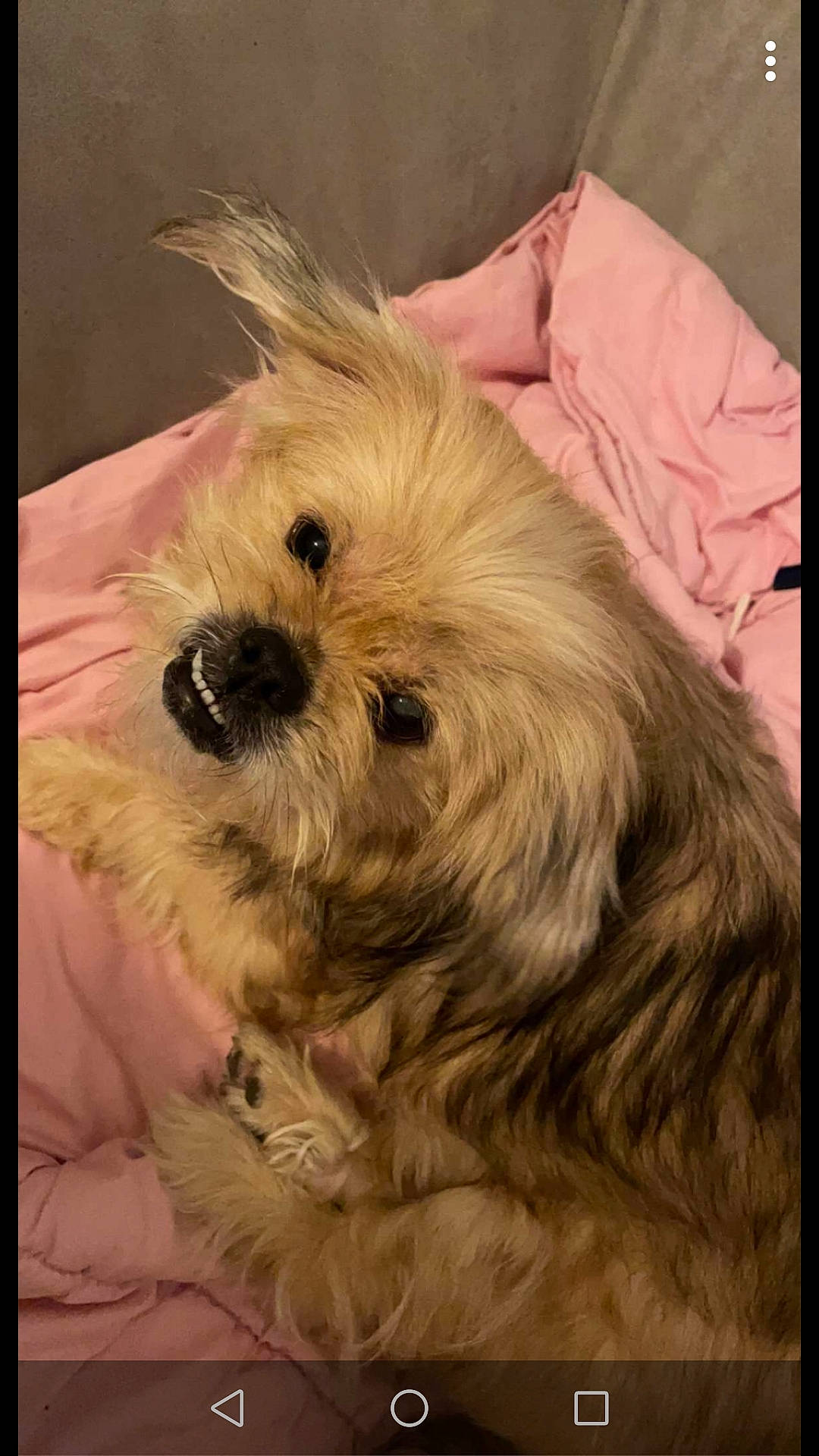 Kitty a rejoint le concours — aidez-le/la à gagner de superbes lots ! biewer_terrier, canidae, carnivore, comfort, companion_dog, dog, dog_breed, eye, fur, maltepoo, poodle_crossbreed, puppy_love, shih_poo, small_terrier, sporting_group, terrestrial_animal, terrier, toy_dog, working_animal, yorkipoo