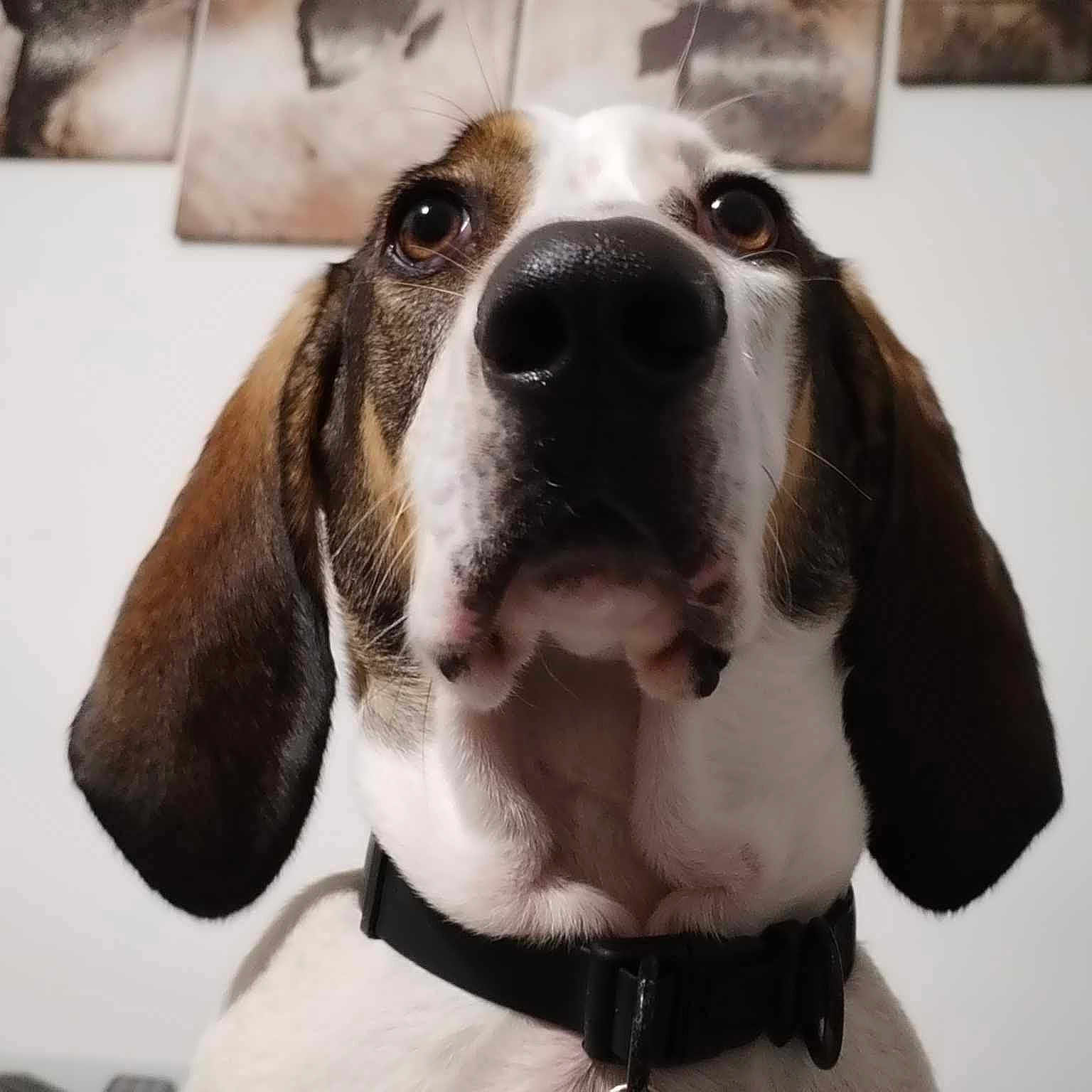 Mia
