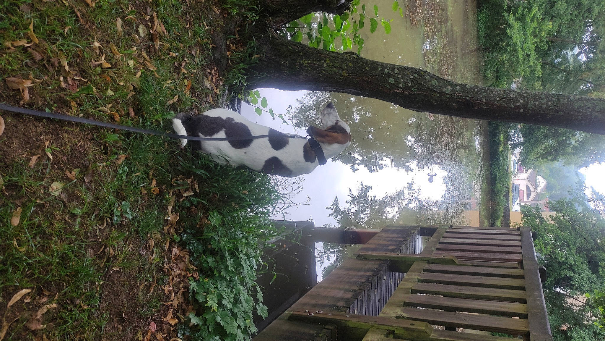 Mia a rejoint le concours — aidez-le/la à gagner de superbes lots ! art, biome, botany, branch, grass, house, landscape, leisure, light, natural_environment, nature, plant, stairs, tints_and_shades, toy, tree, trunk, vegetation, wood, woody_plant